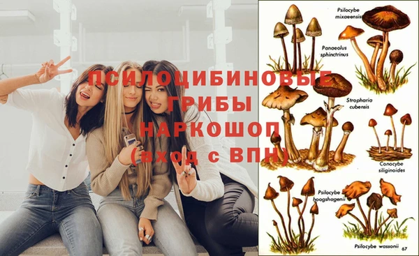 прущие грибы Володарск